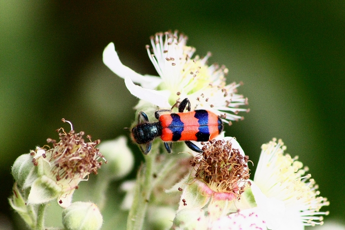 Trichodes apiarus